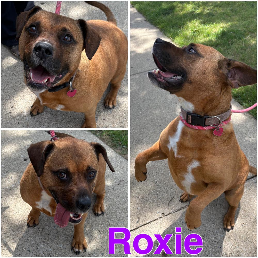 ROXIE, a Adoptable mixed breed in Rochester, IN image 3/4