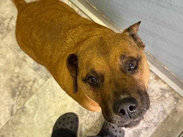 ROXIE, a Adoptable mixed breed in Rochester, IN image 4/4