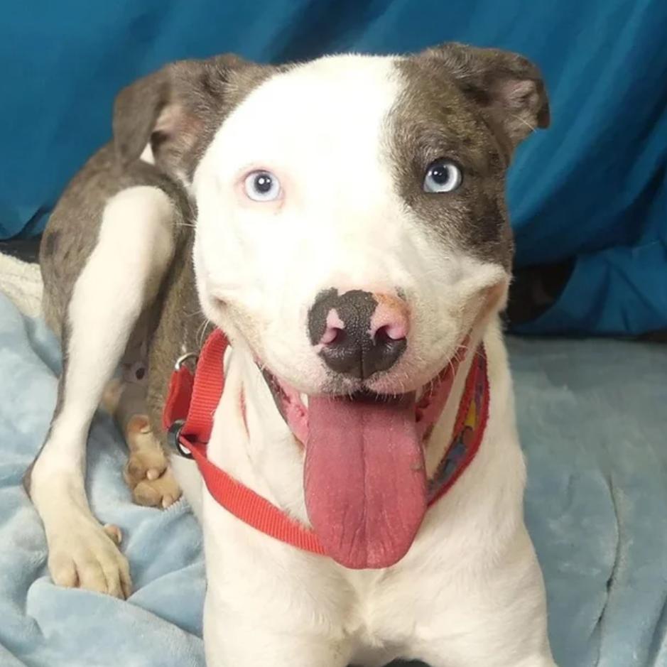 Enlarge Fern, a Adoptable Mixed Breed in Redwood Valley, CA image 1/5