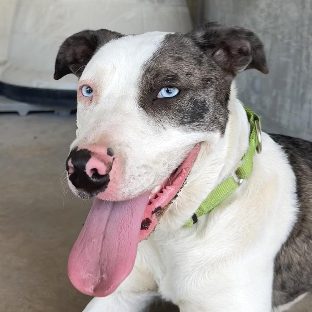 Enlarge Fern, a Adoptable Mixed Breed in Redwood Valley, CA image 3/5