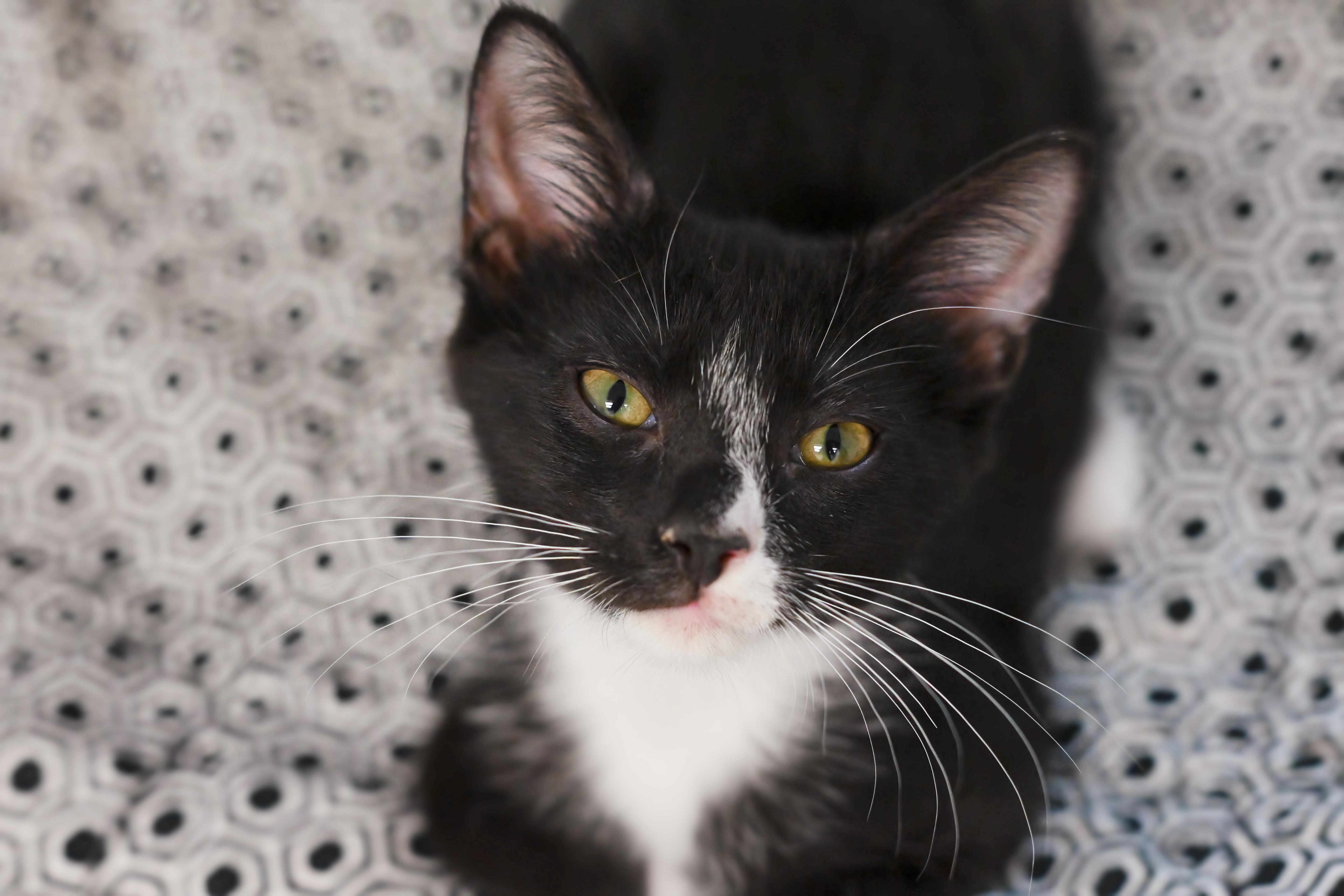 Pet Image