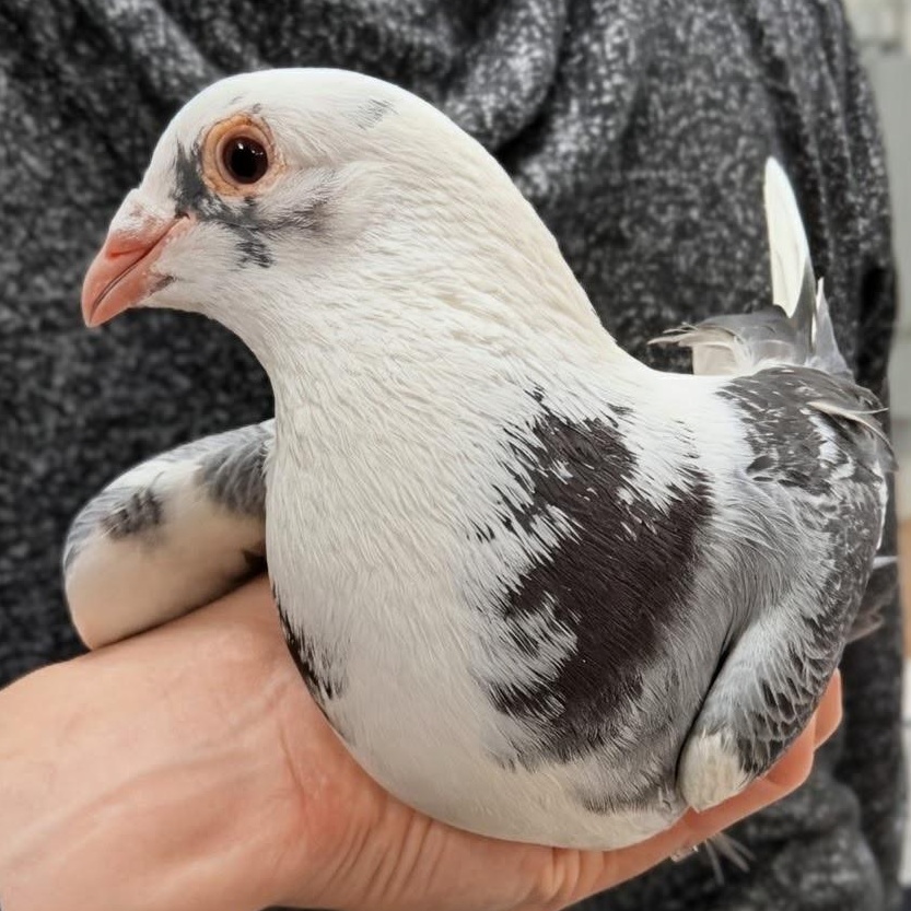 Enlarge Mr. Worldwide, a Adoptable Pigeon in Chicago, IL image 2/4