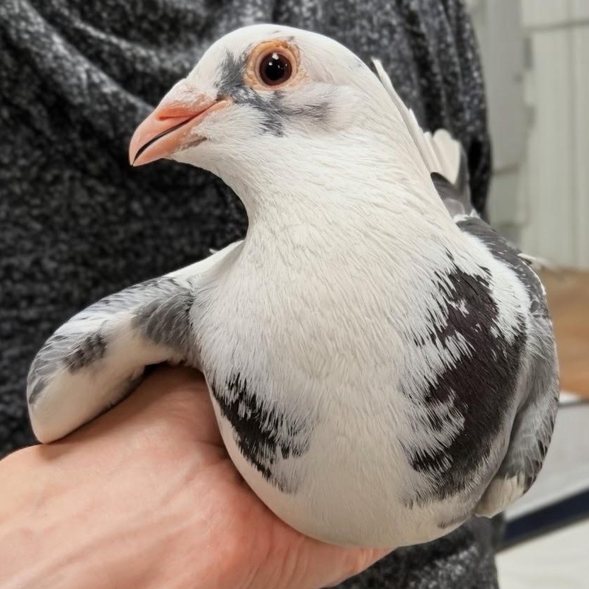 Enlarge Mr. Worldwide, a Adoptable Pigeon in Chicago, IL image 3/4