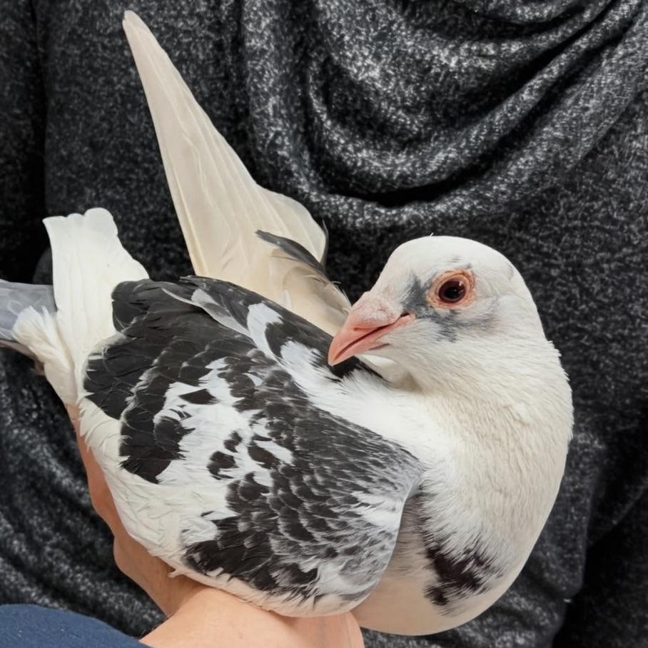 Enlarge Mr. Worldwide, a Adoptable Pigeon in Chicago, IL image 1/4