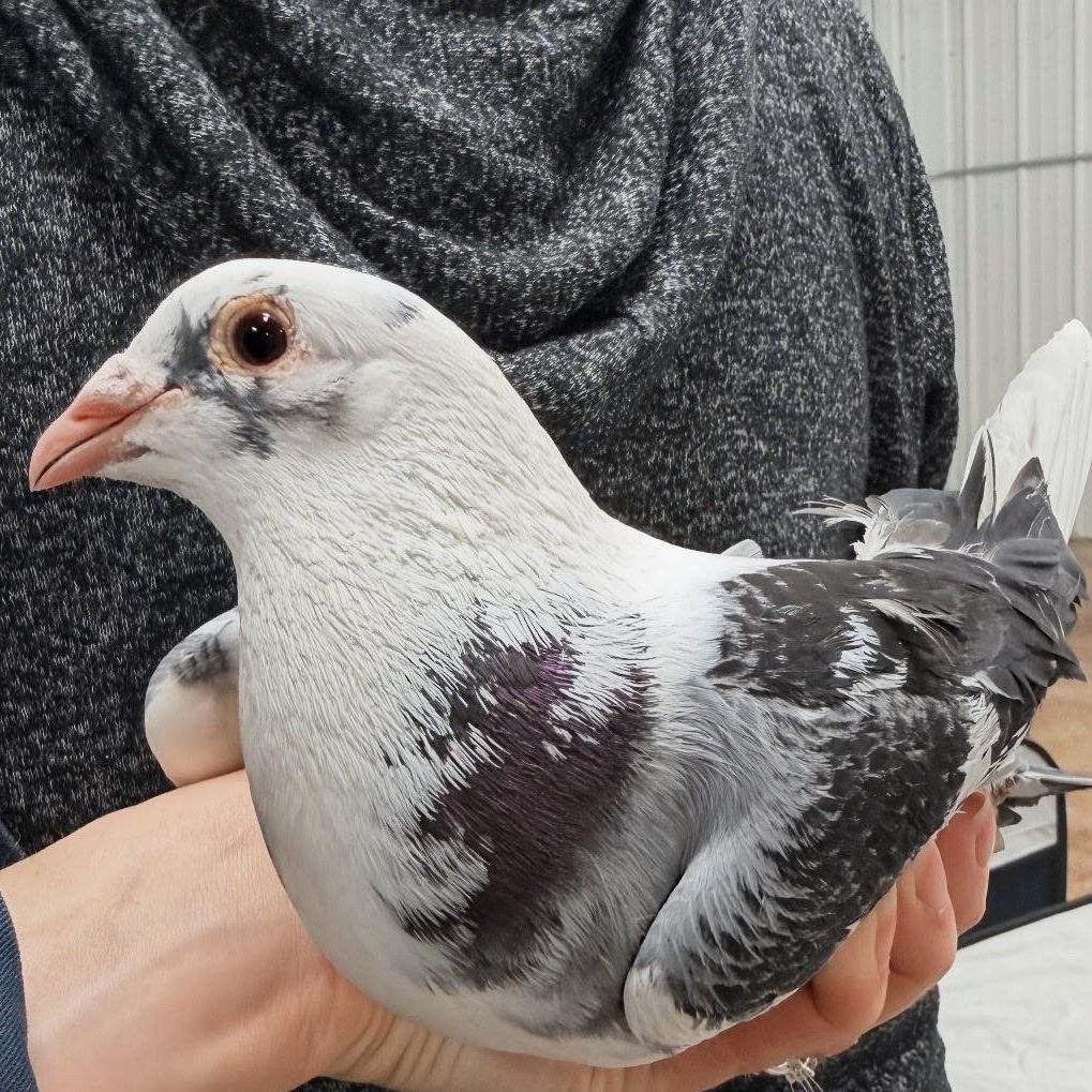 Enlarge Mr. Worldwide, a Adoptable Pigeon in Chicago, IL image 4/4