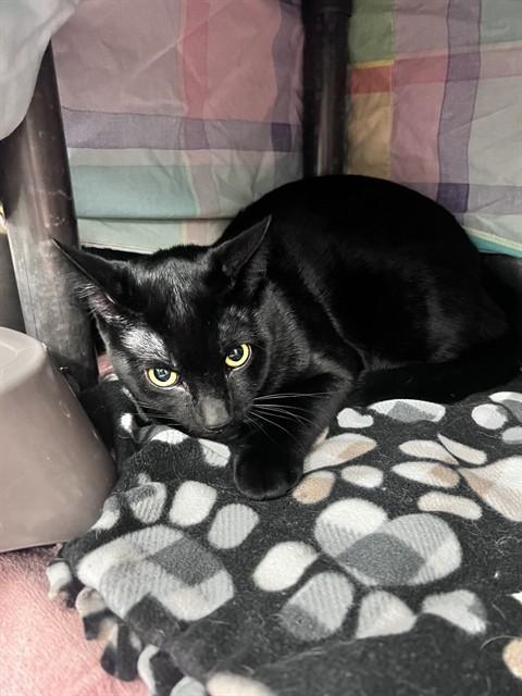 Enlarge HOWL, a Adoptable Domestic Short Hair in Minneapolis, MN image 1/1