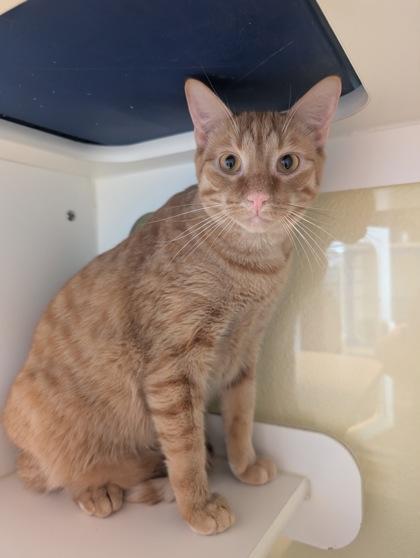 Enlarge Castiel, a Adoptable mixed breed in Divide, CO image 1/1