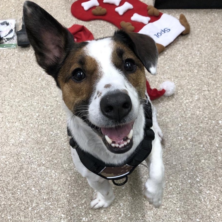 Mister Spot, ADOPTABLE, Adult Male Jack Russell Terrier.