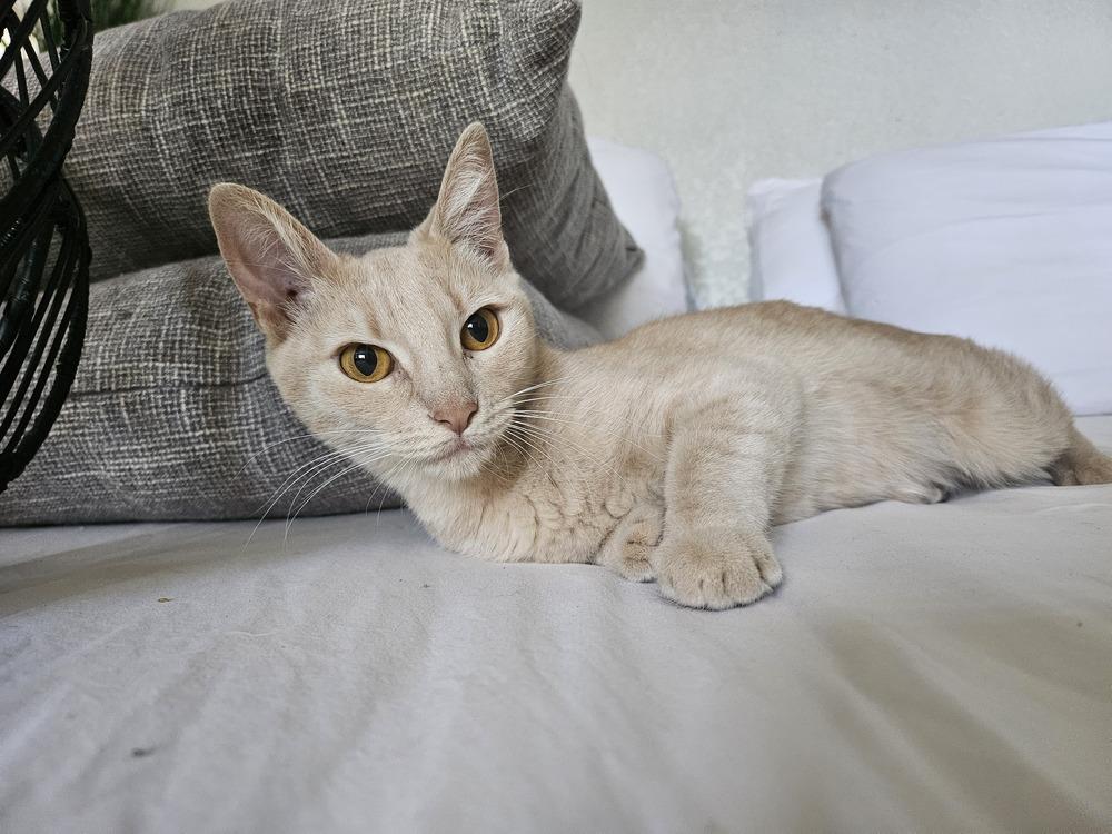 Piper, Adopted, Young Female Tabby & Domestic Short Hair.
