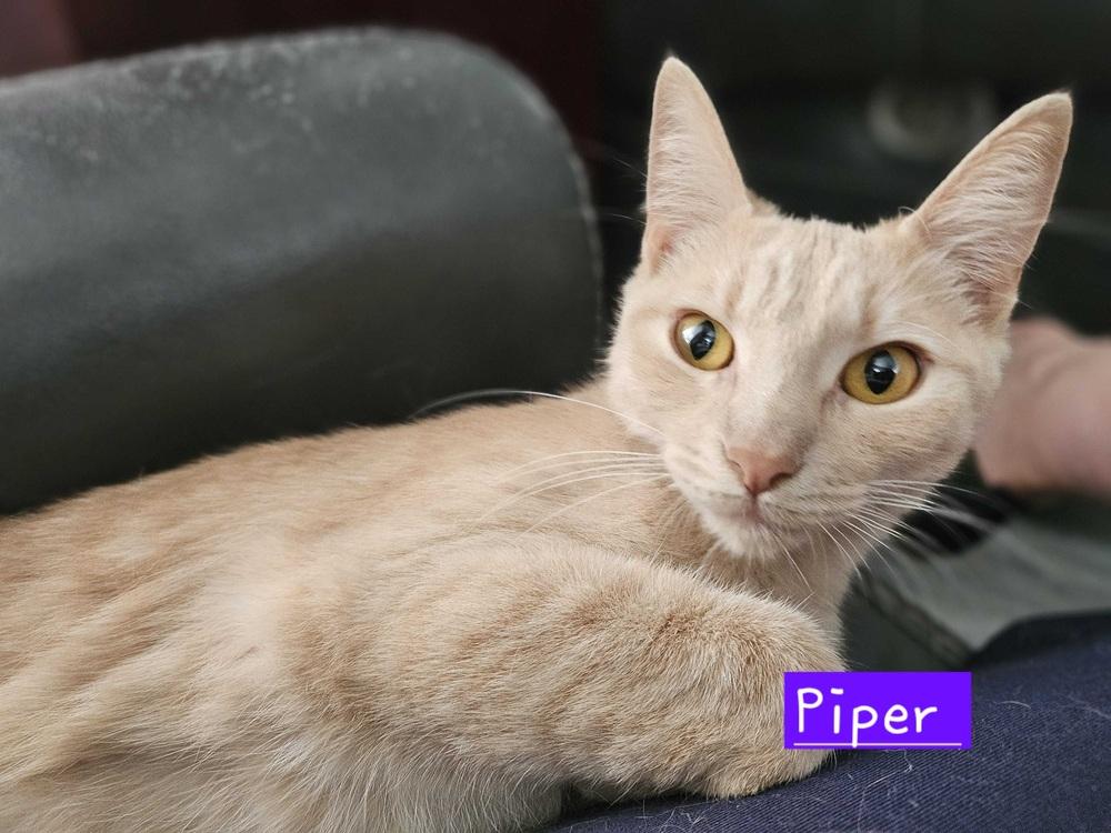 Enlarge Piper, a Adopted mixed breed in Manteca, CA image 2/4