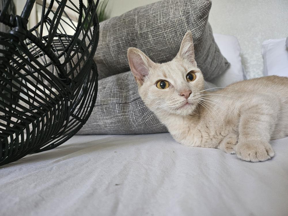 Enlarge Piper, a Adopted mixed breed in Manteca, CA image 3/4