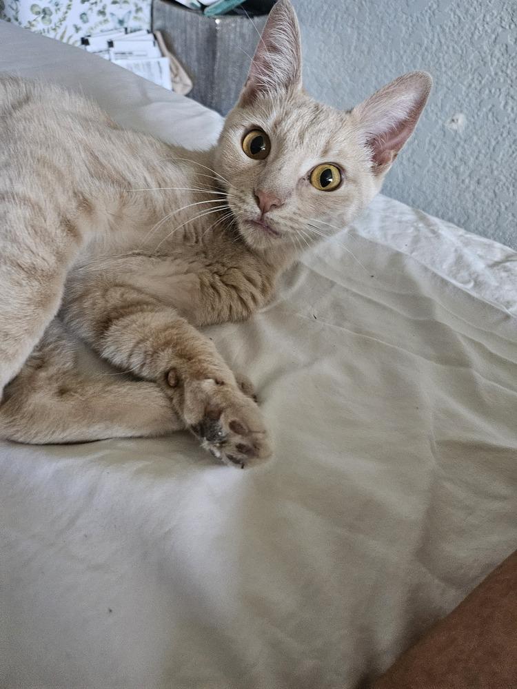 Piper, Adopted, Young Female Tabby & Domestic Short Hair.