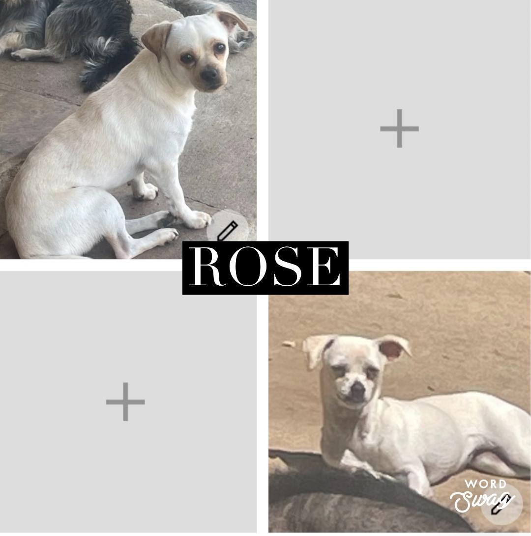 Enlarge rose, a ADOPTABLE Chiweenie in canyon lake, TX image 1/1