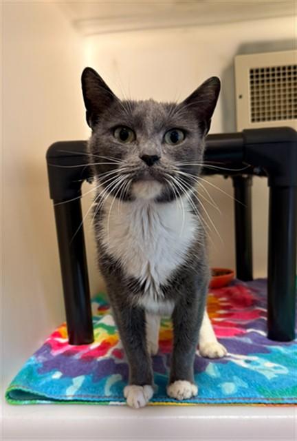 MARIANA, Adoptable, Young Female Domestic Short Hair.