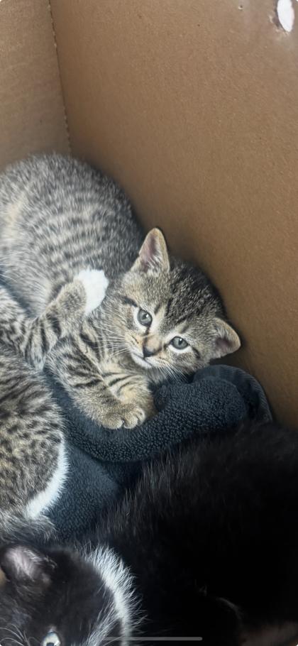 Scout, Adoptable, Kitten Female Domestic Short Hair & Domestic Short Hair.