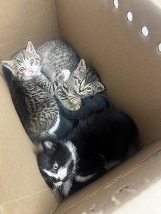 Enlarge Scout, a Adoptable mixed breed in Lawrenceville, GA image 3/3