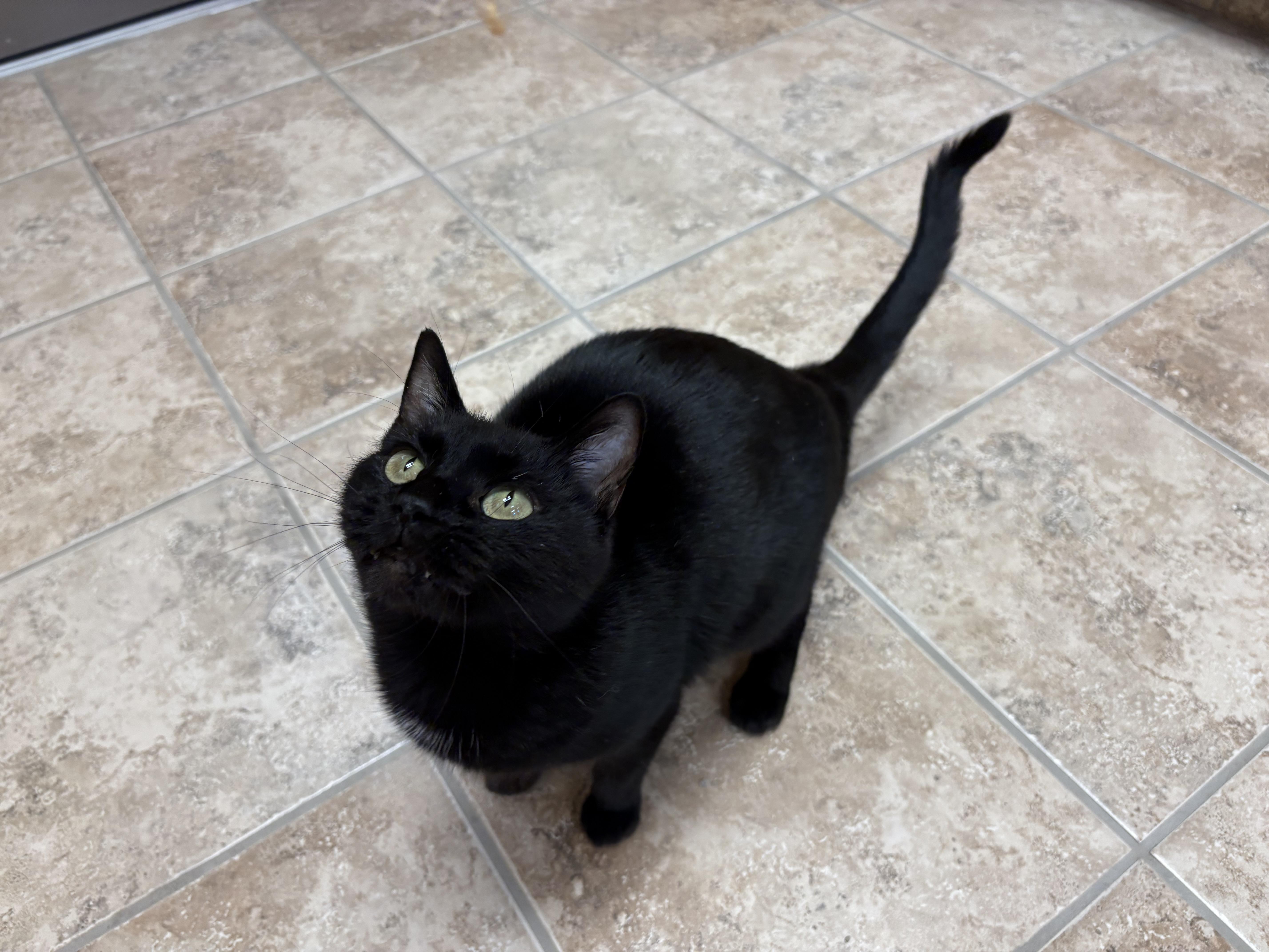 Enlarge Monday, a ADOPTABLE Domestic Short Hair in Hays, KS image 5/6