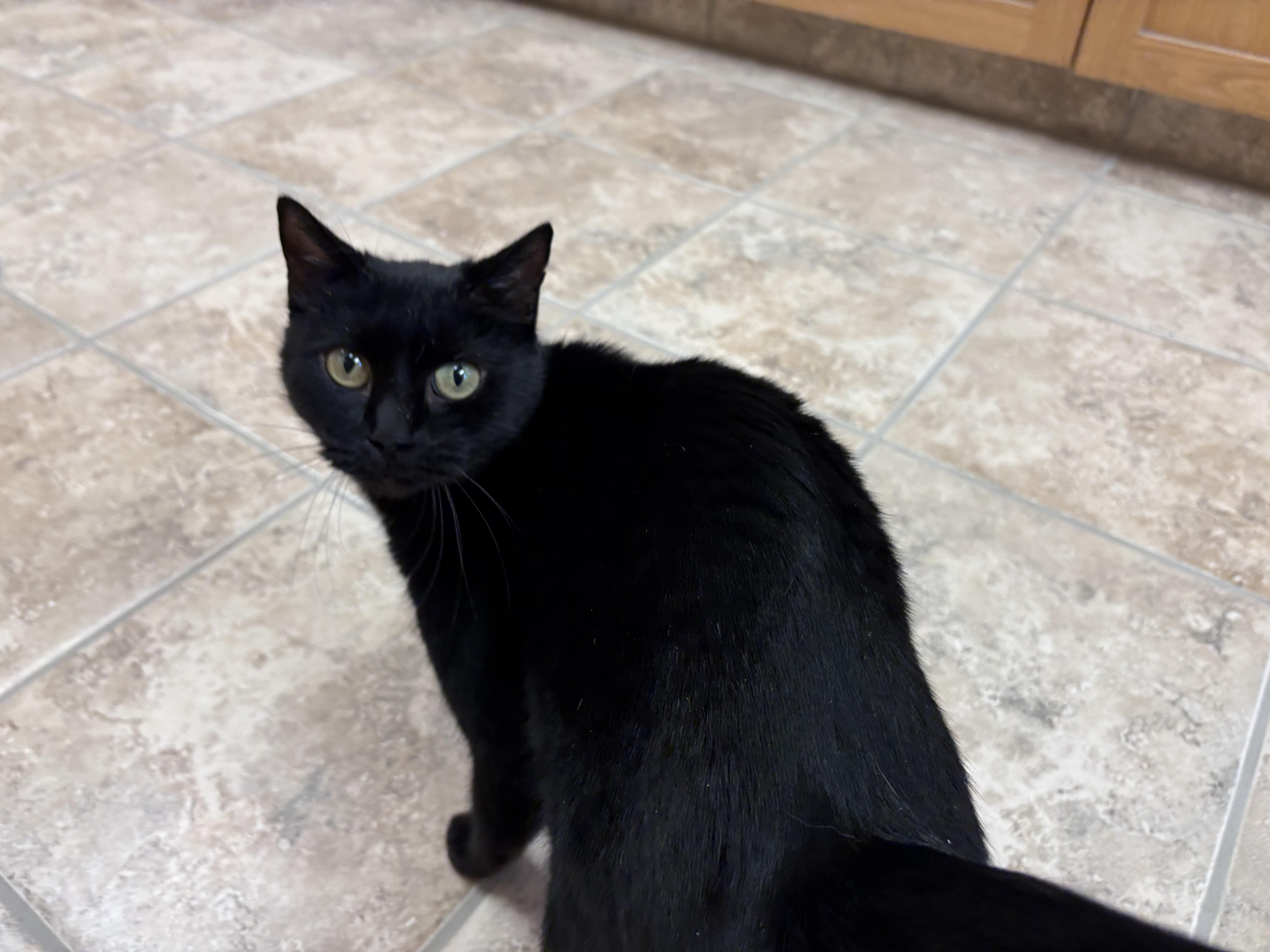 Enlarge Monday, a ADOPTABLE Domestic Short Hair in Hays, KS image 6/6