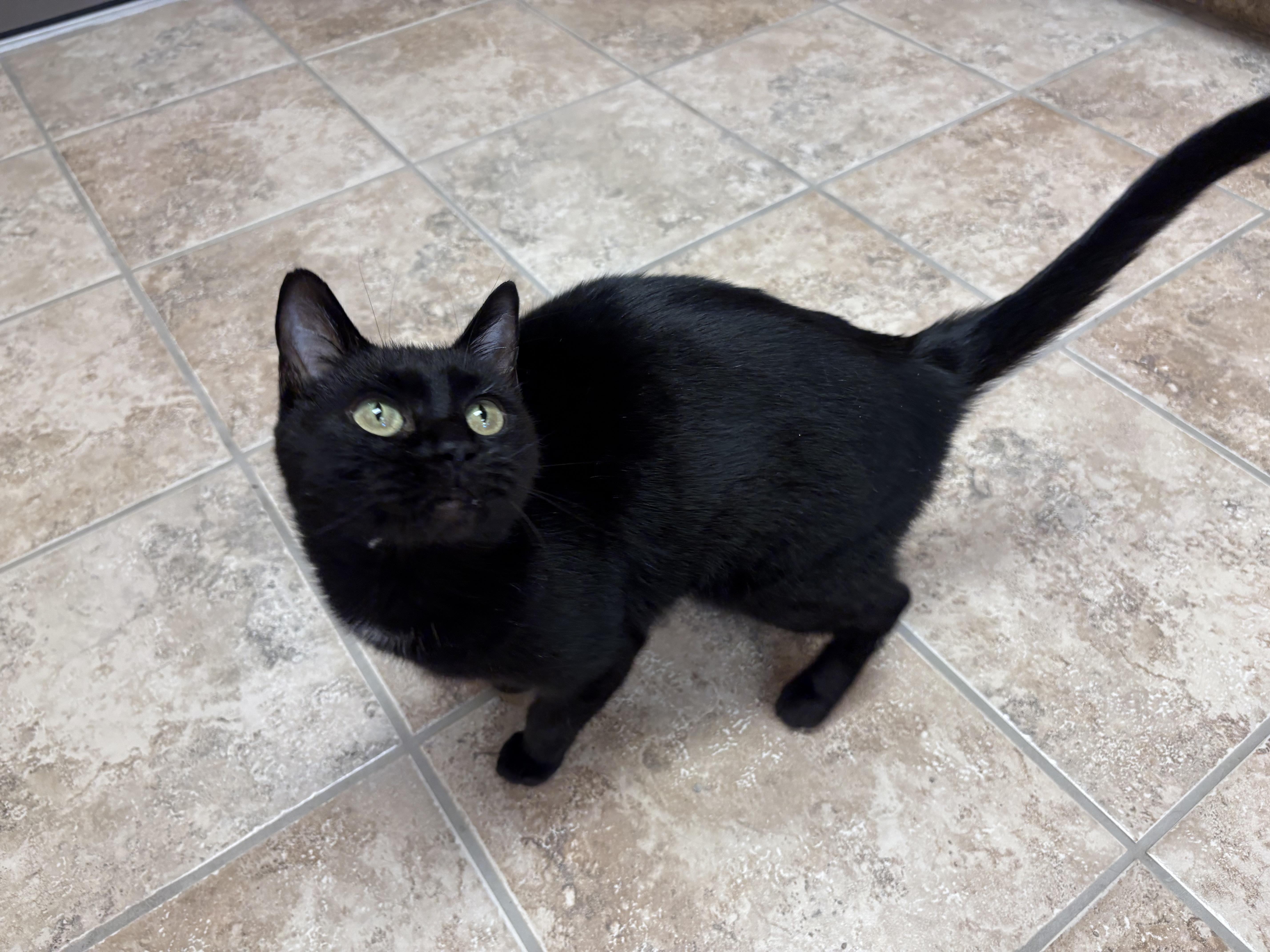 Enlarge Monday, a ADOPTABLE Domestic Short Hair in Hays, KS image 3/6