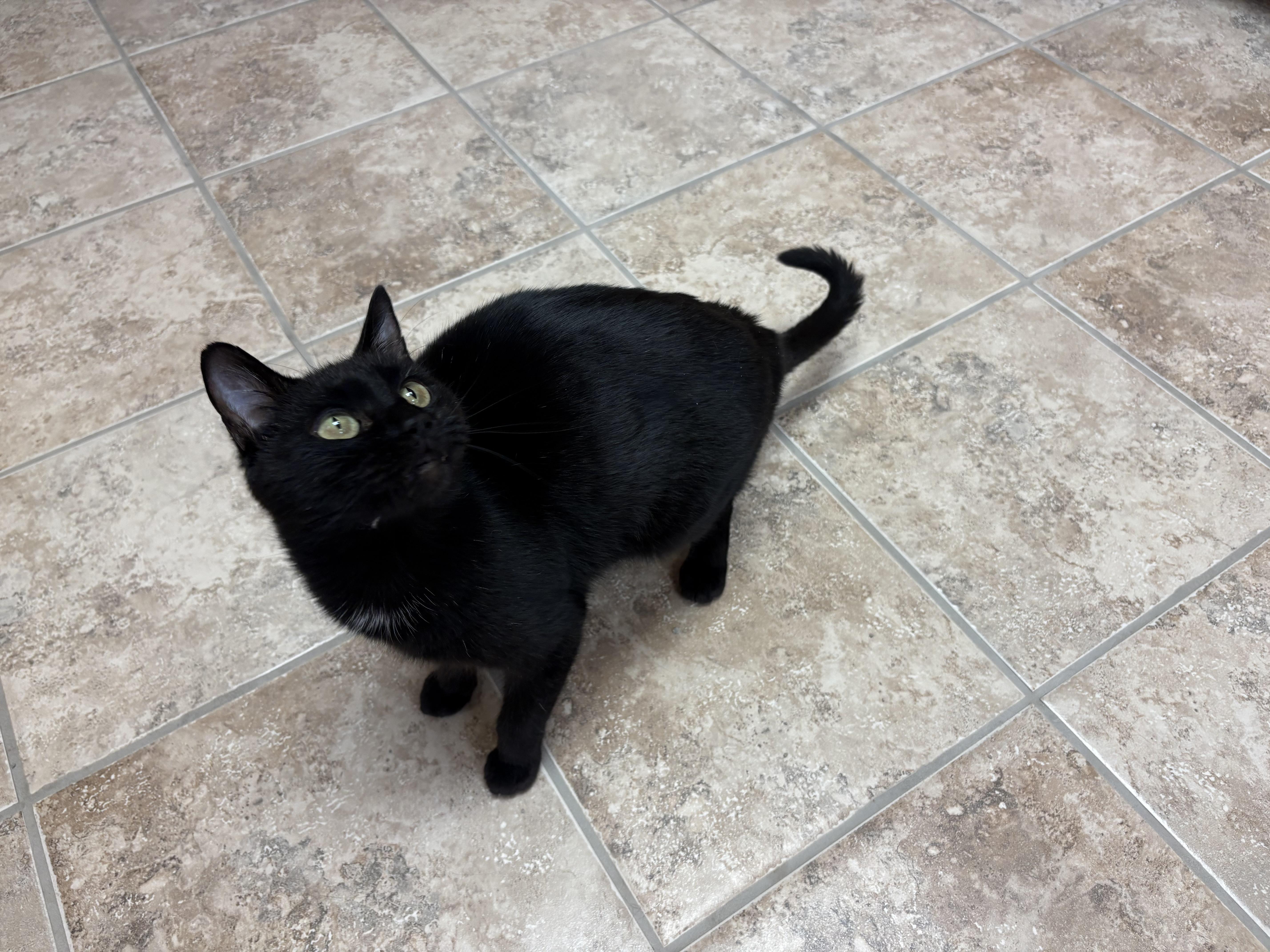 Enlarge Monday, a ADOPTABLE Domestic Short Hair in Hays, KS image 2/6