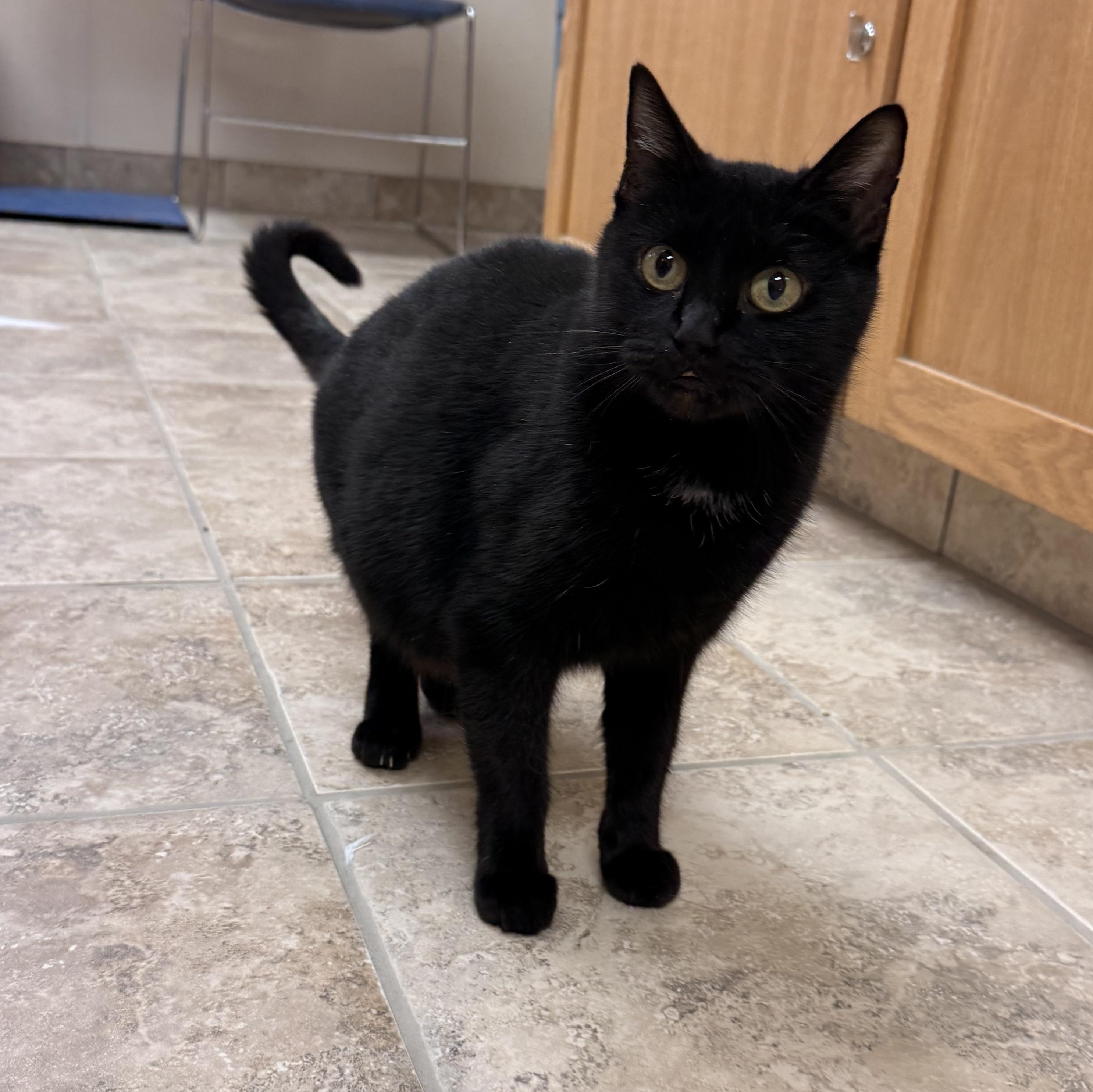 Enlarge Monday, a ADOPTABLE Domestic Short Hair in Hays, KS image 1/6