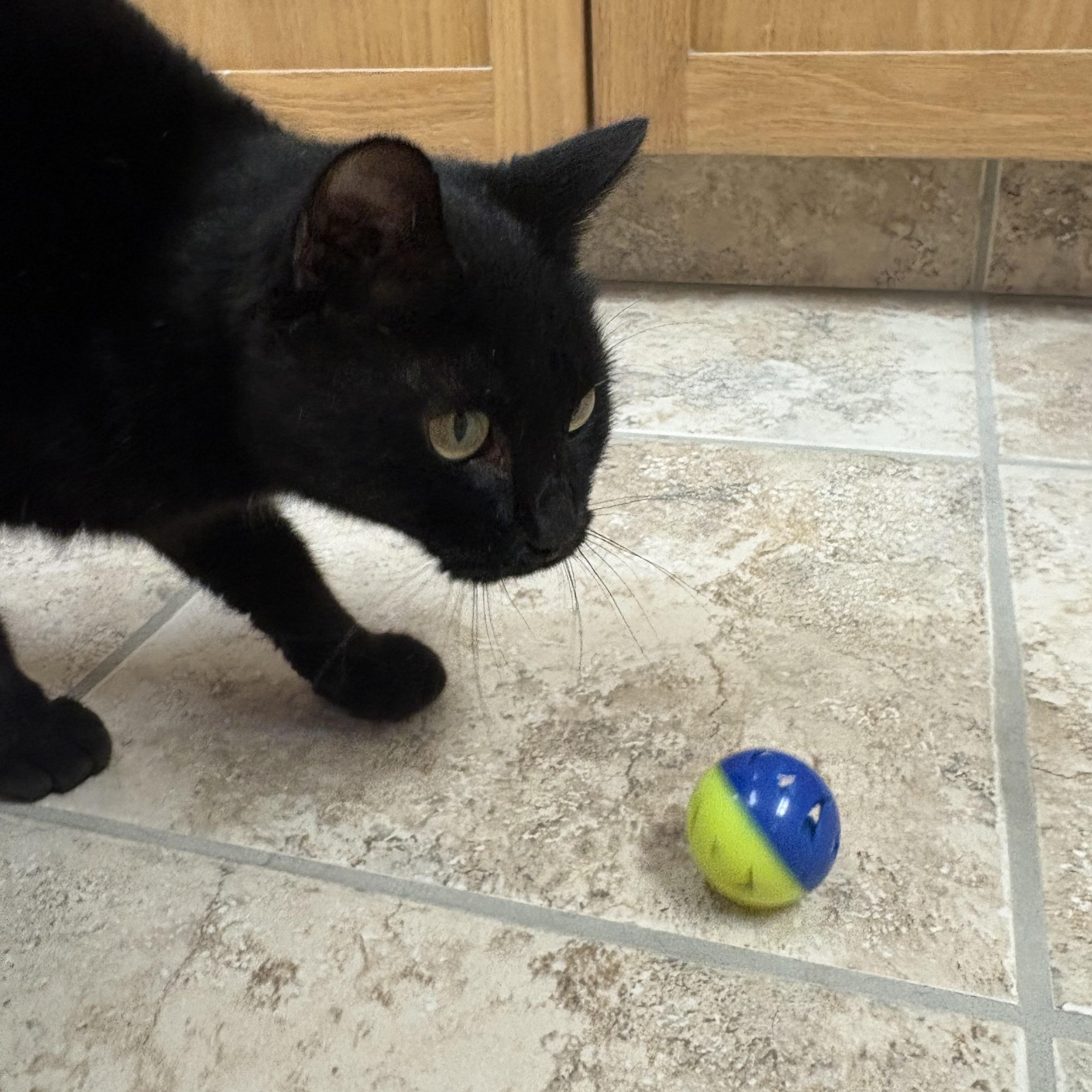 Enlarge Monday, a ADOPTABLE Domestic Short Hair in Hays, KS image 4/6