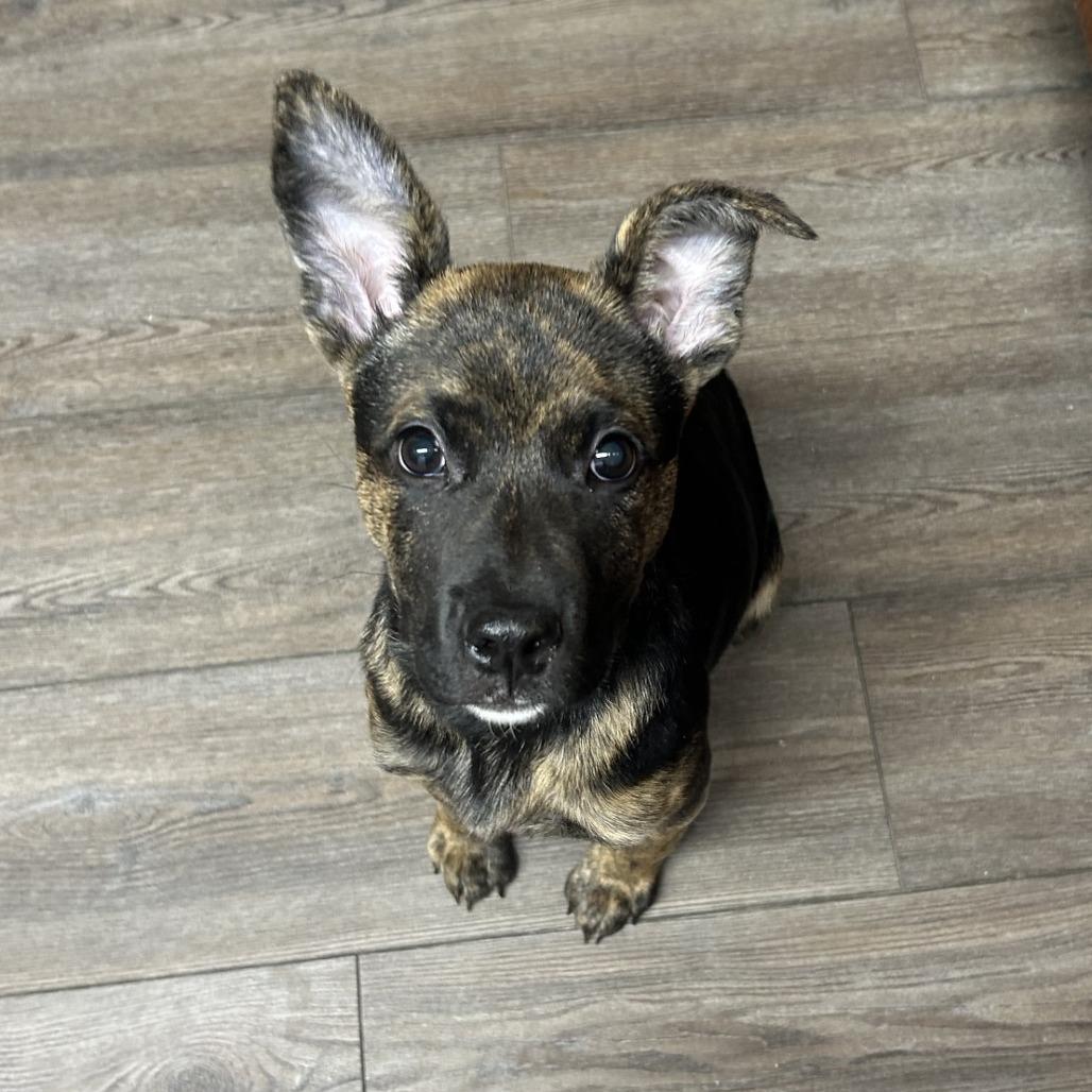 Fendi fka Sheba, Adoptable, Young Female Shepherd.