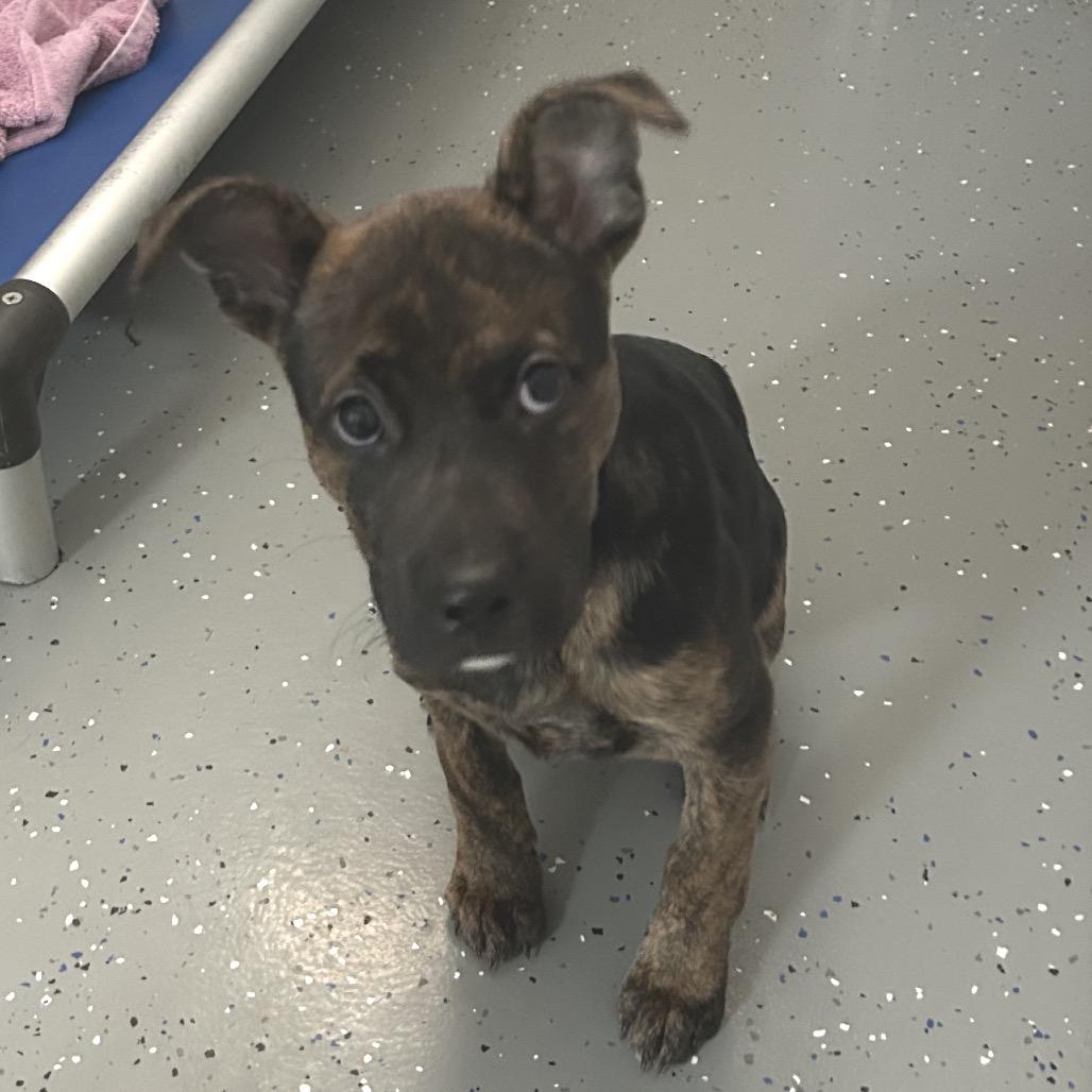 Enlarge Fendi fka Sheba, a Adoptable Shepherd in Danville, KY image 2/4