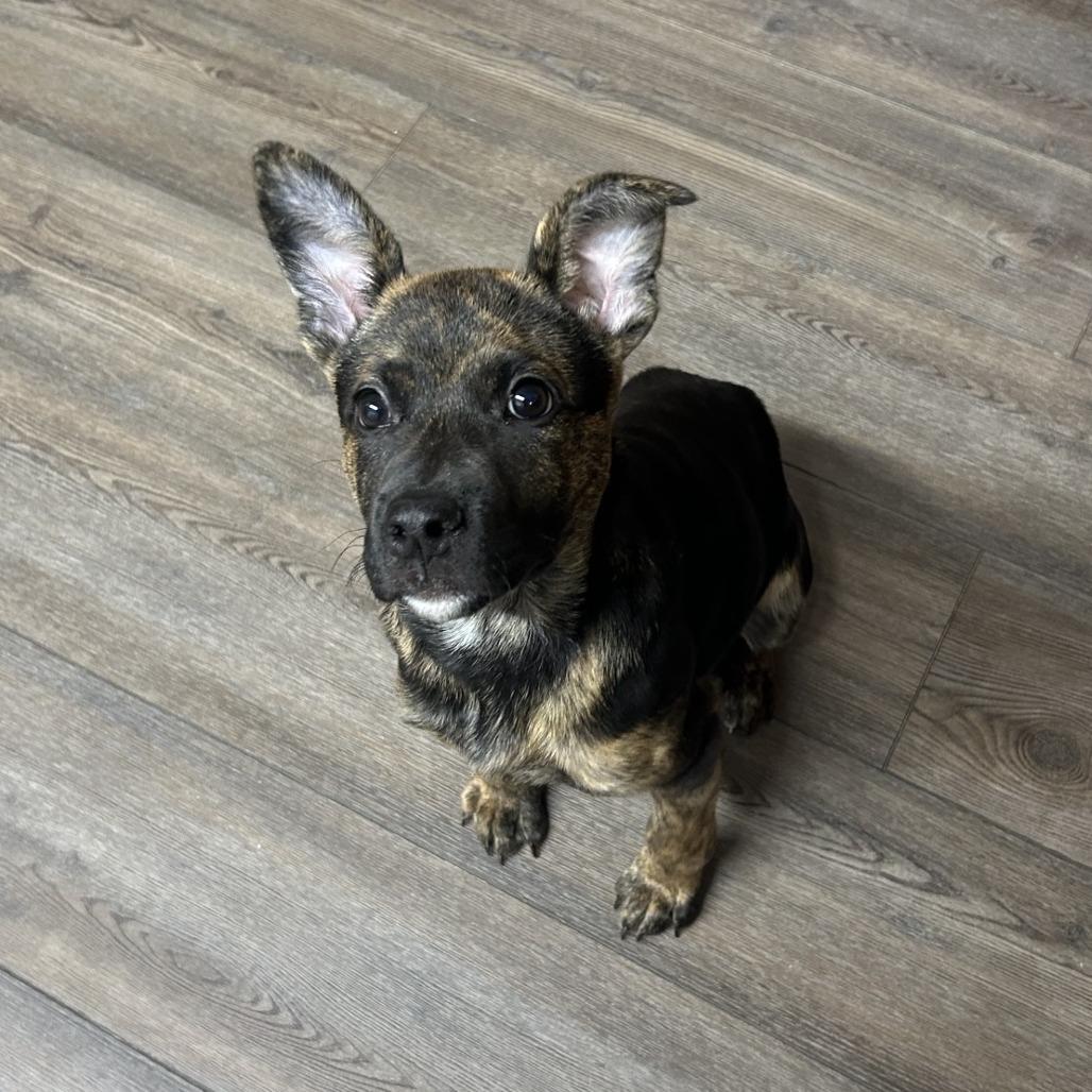 Enlarge Fendi fka Sheba, a Adoptable Shepherd in Danville, KY image 3/4