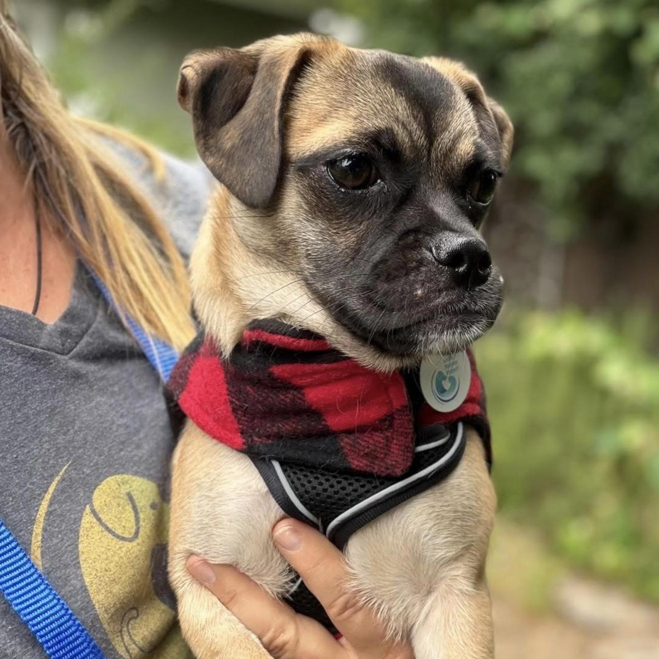 Wiggles, adopted, Young Male Pug.