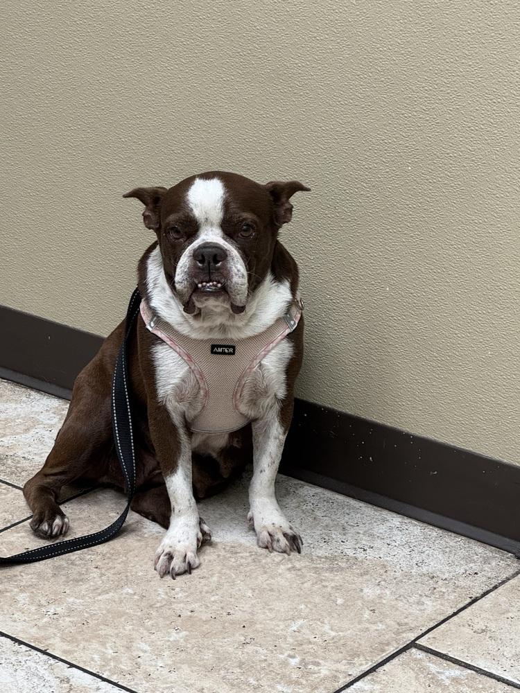 Enlarge Bessie Lita - 4258 FL, a Adoptable Boston Terrier in Maryville, TN image 1/6