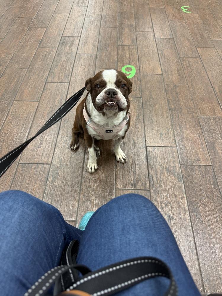 Enlarge Bessie Lita - 4258 FL, a Adoptable Boston Terrier in Maryville, TN image 2/6