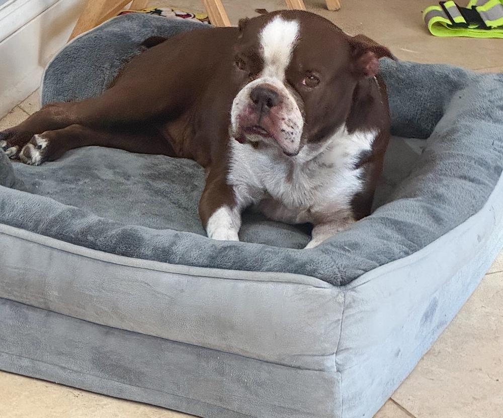 Enlarge Bessie Lita - 4258 FL, a Adoptable Boston Terrier in Maryville, TN image 3/6