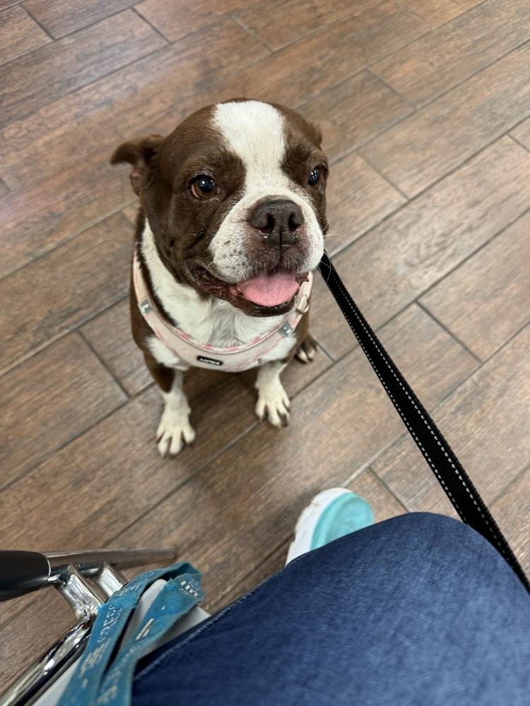 Enlarge Bessie Lita - 4258 FL, a Adoptable Boston Terrier in Maryville, TN image 4/6