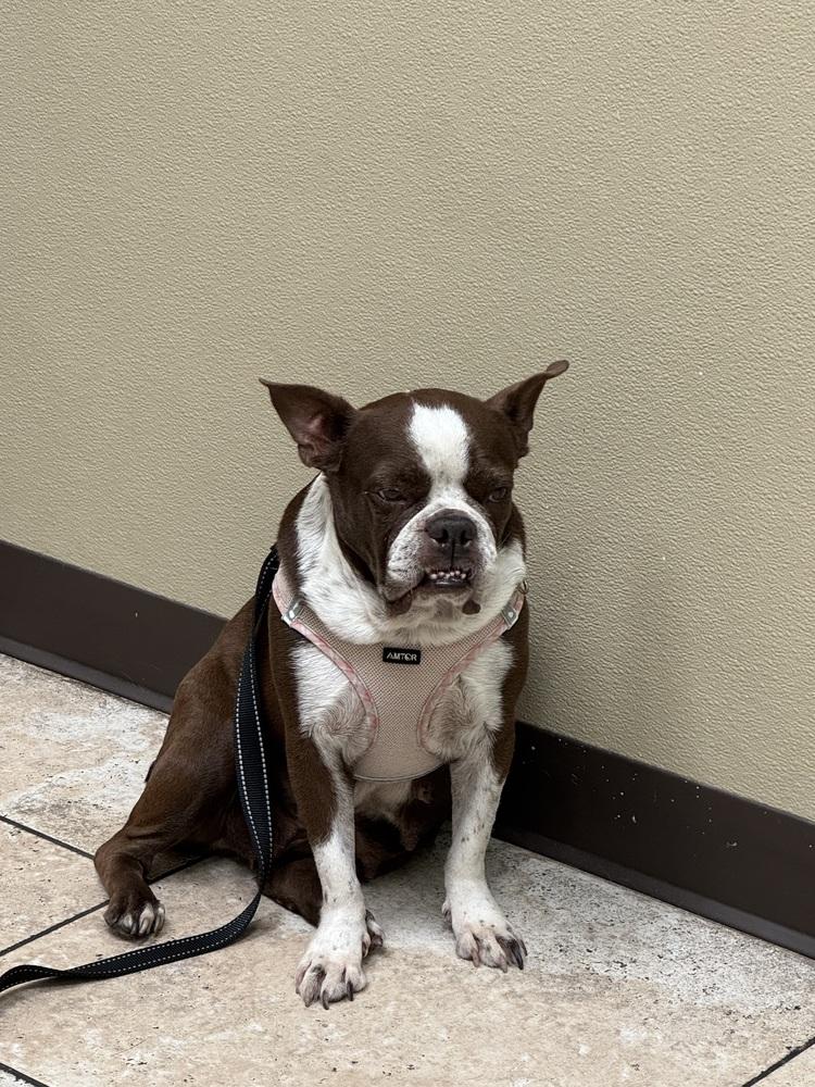 Enlarge Bessie Lita - 4258 FL, a Adoptable Boston Terrier in Maryville, TN image 5/6