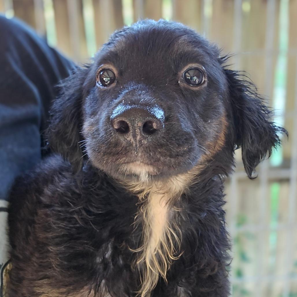 Cholula, a Adoptable mixed breed in Williston, FL image 1/5