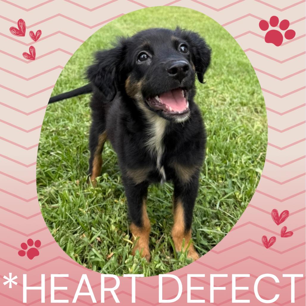 Enlarge Cholula, a Adoptable mixed breed in Williston, FL image 1/5