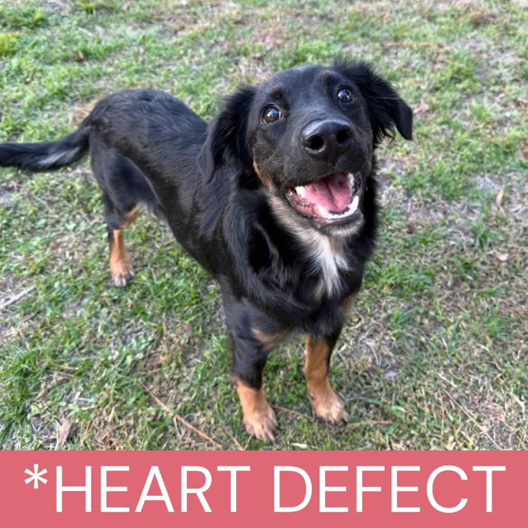 Enlarge Cholula, a Adoptable mixed breed in Williston, FL image 2/6