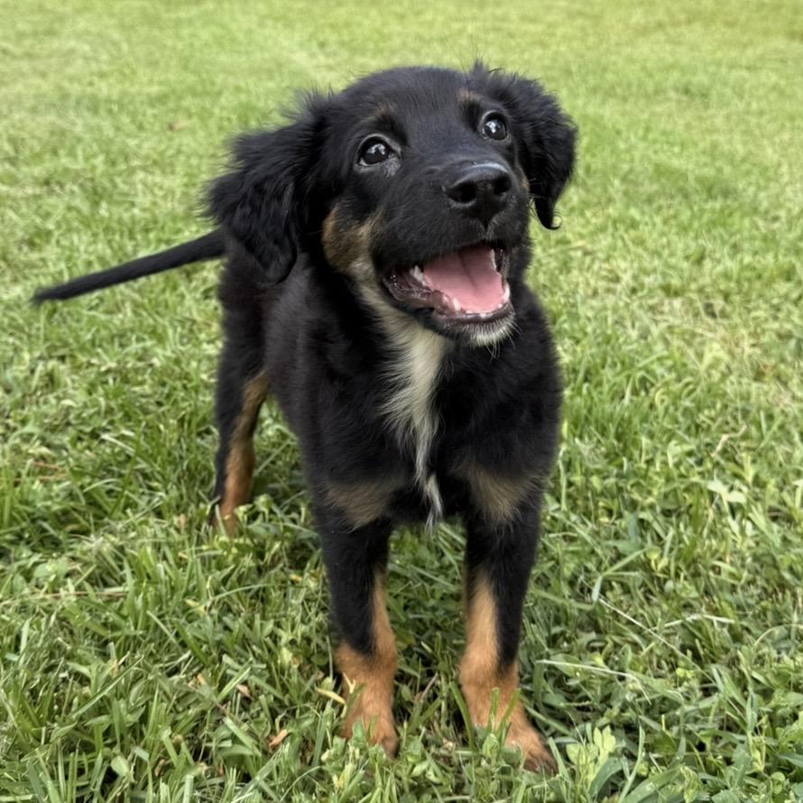 Enlarge Cholula, a Adoptable mixed breed in Williston, FL image 2/5
