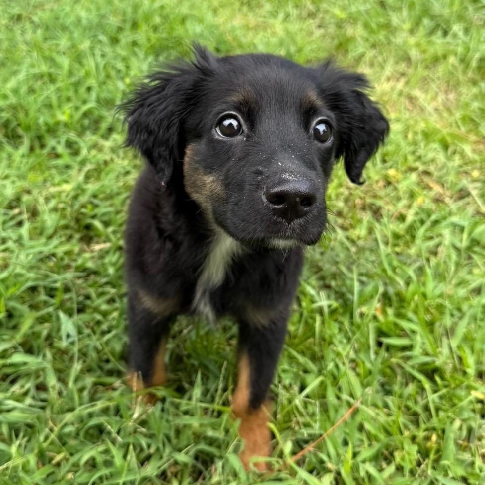 Enlarge Cholula, a Adoptable mixed breed in Williston, FL image 4/5