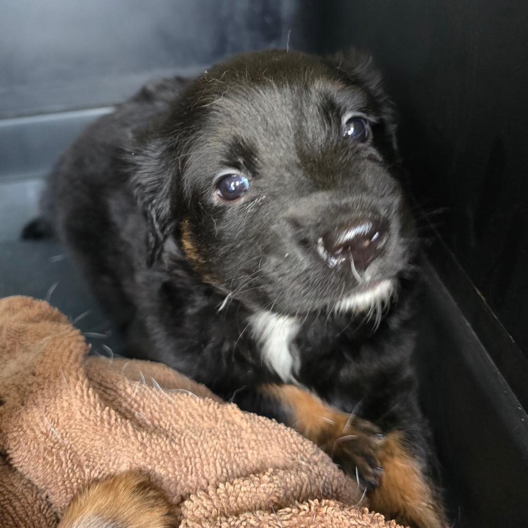 Cholula, a Adoptable mixed breed in Williston, FL image 5/5