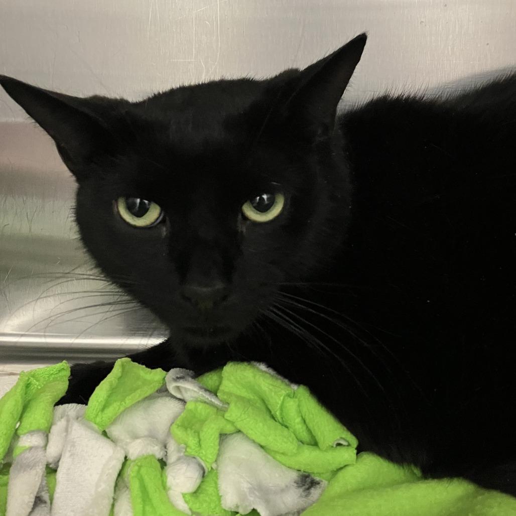 Silk, Adoptable, Adult Male Domestic Short Hair.