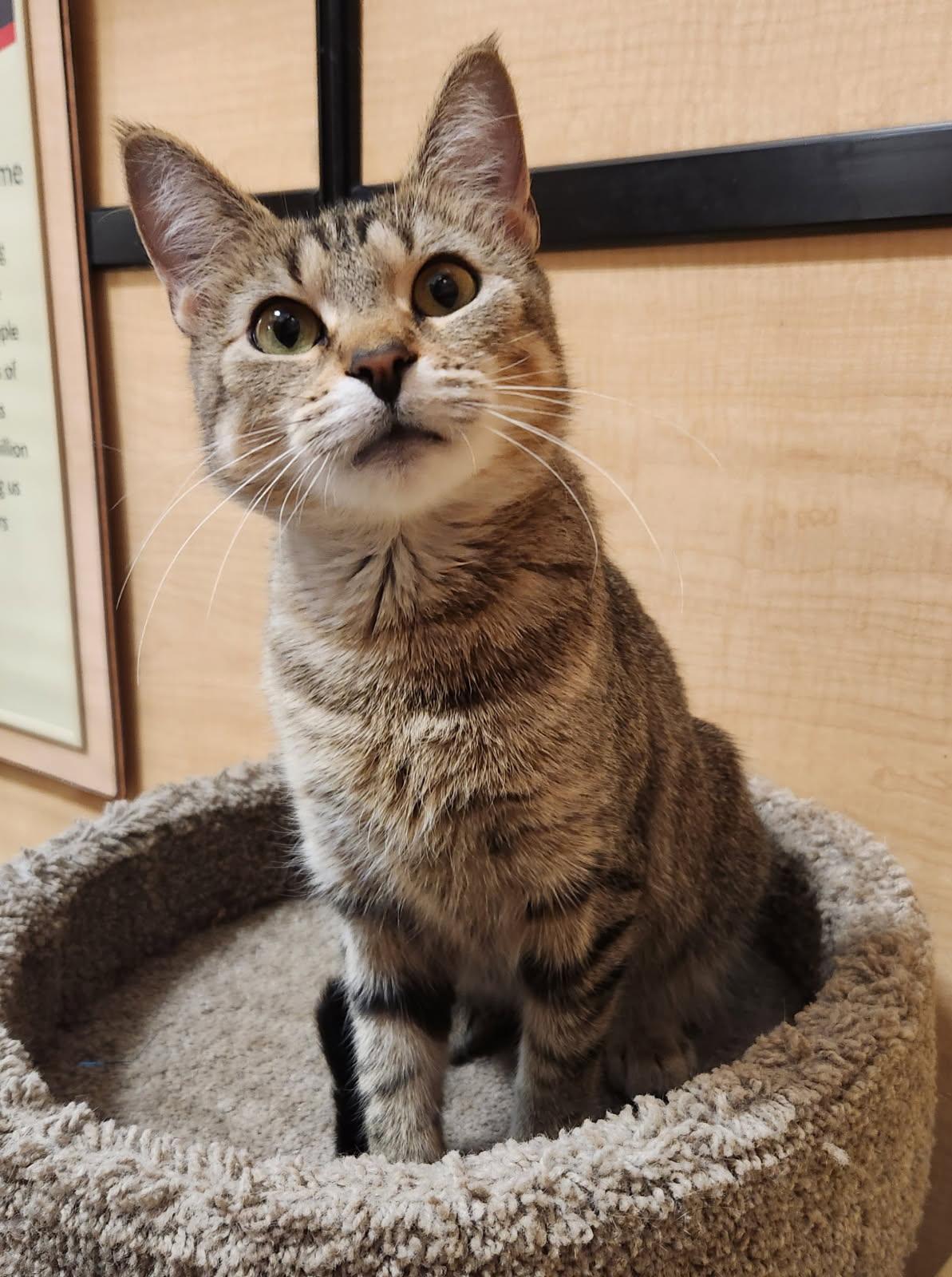 Bianca, ADOPTABLE, Young Female Domestic Short Hair.