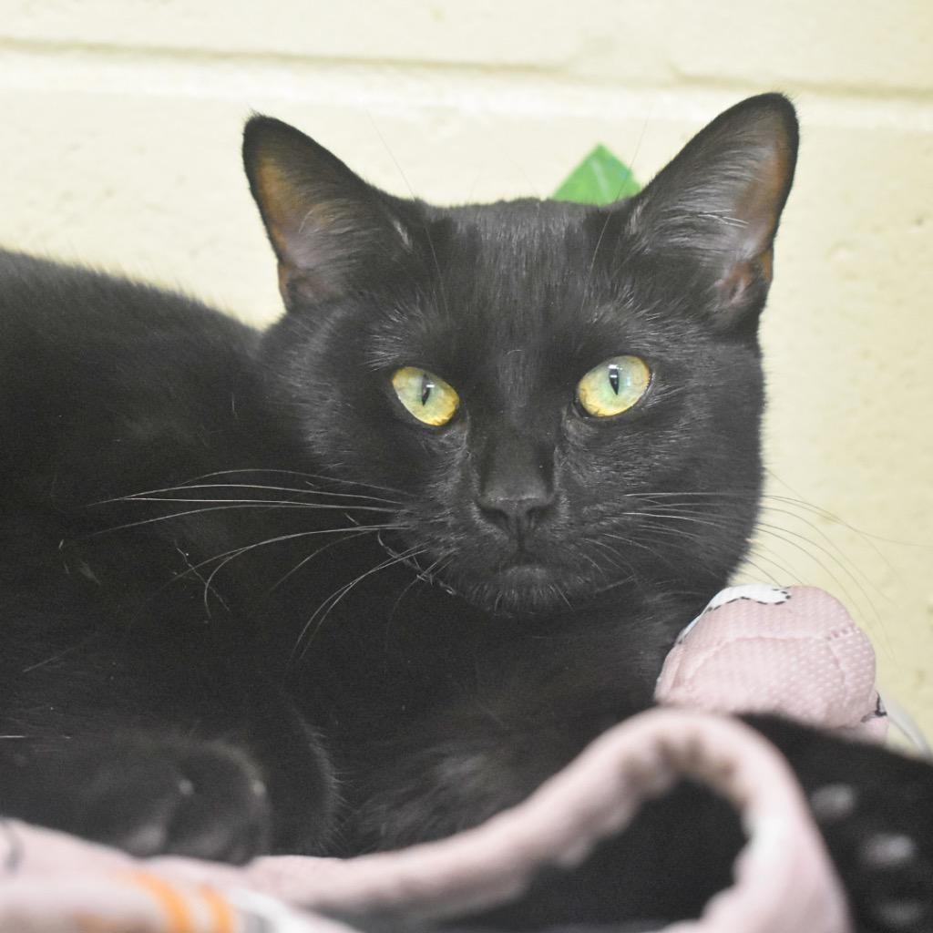 Tizzy, Adoptable, Young Female Domestic Short Hair.