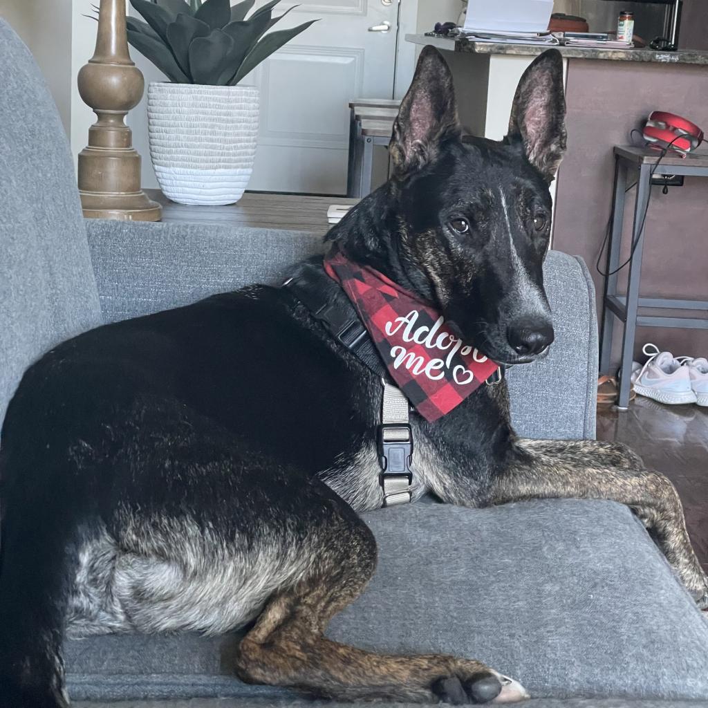 Woofstock, Adoptable, Adult Male Shepherd & Bull Terrier.