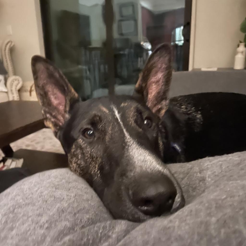 Woofstock, a Adoptable mixed breed in Houston, TX image 2/6