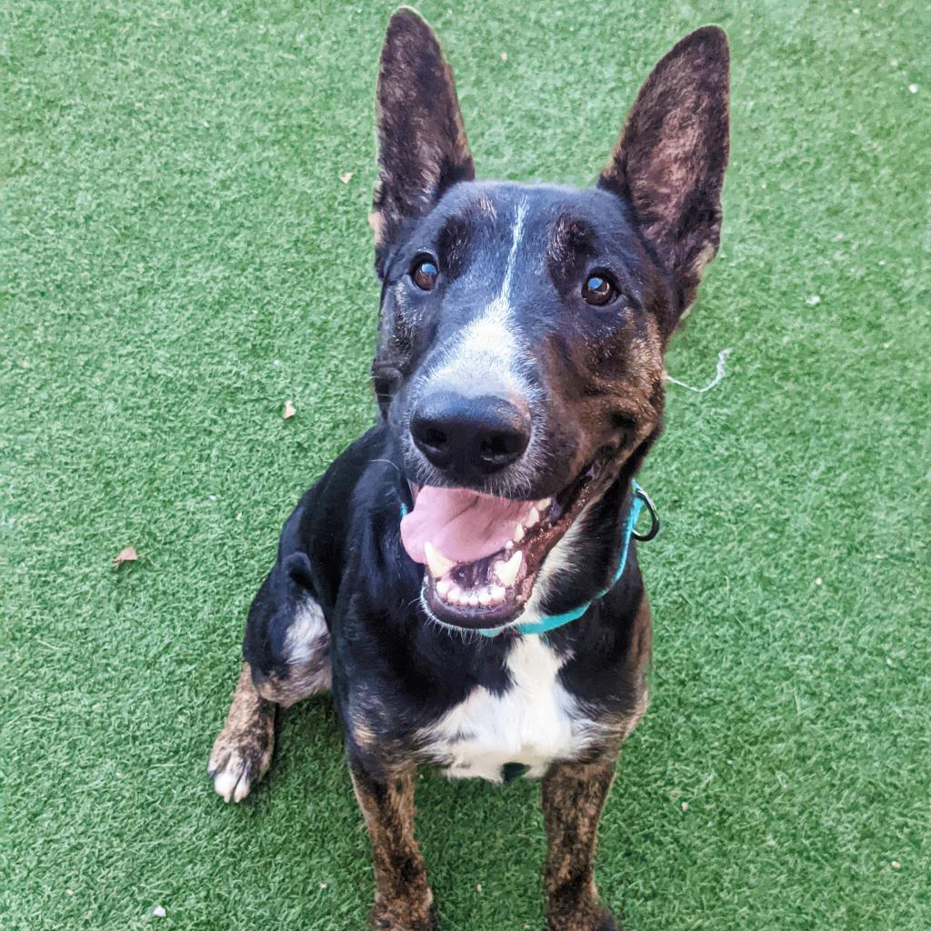 Woofstock, a Adoptable mixed breed in Houston, TX image 3/6