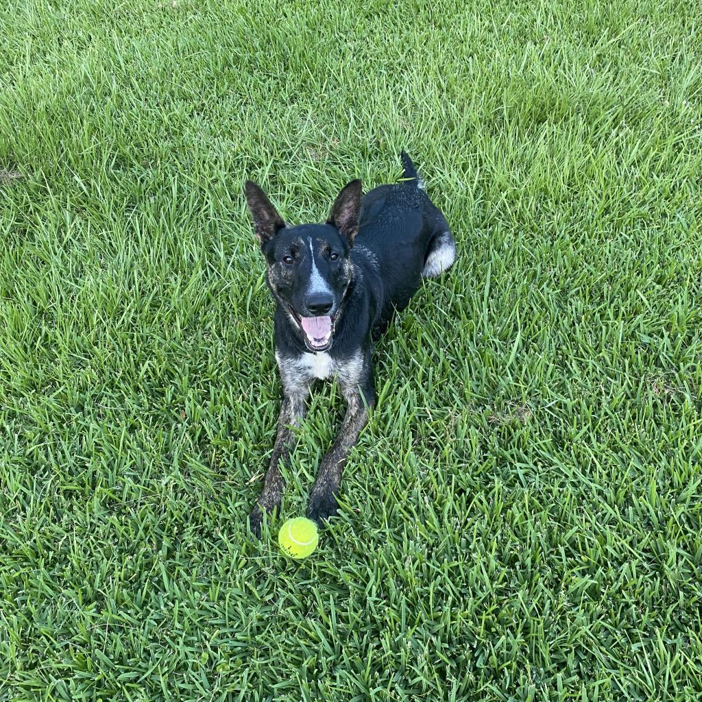 Woofstock, a Adoptable mixed breed in Houston, TX image 6/6