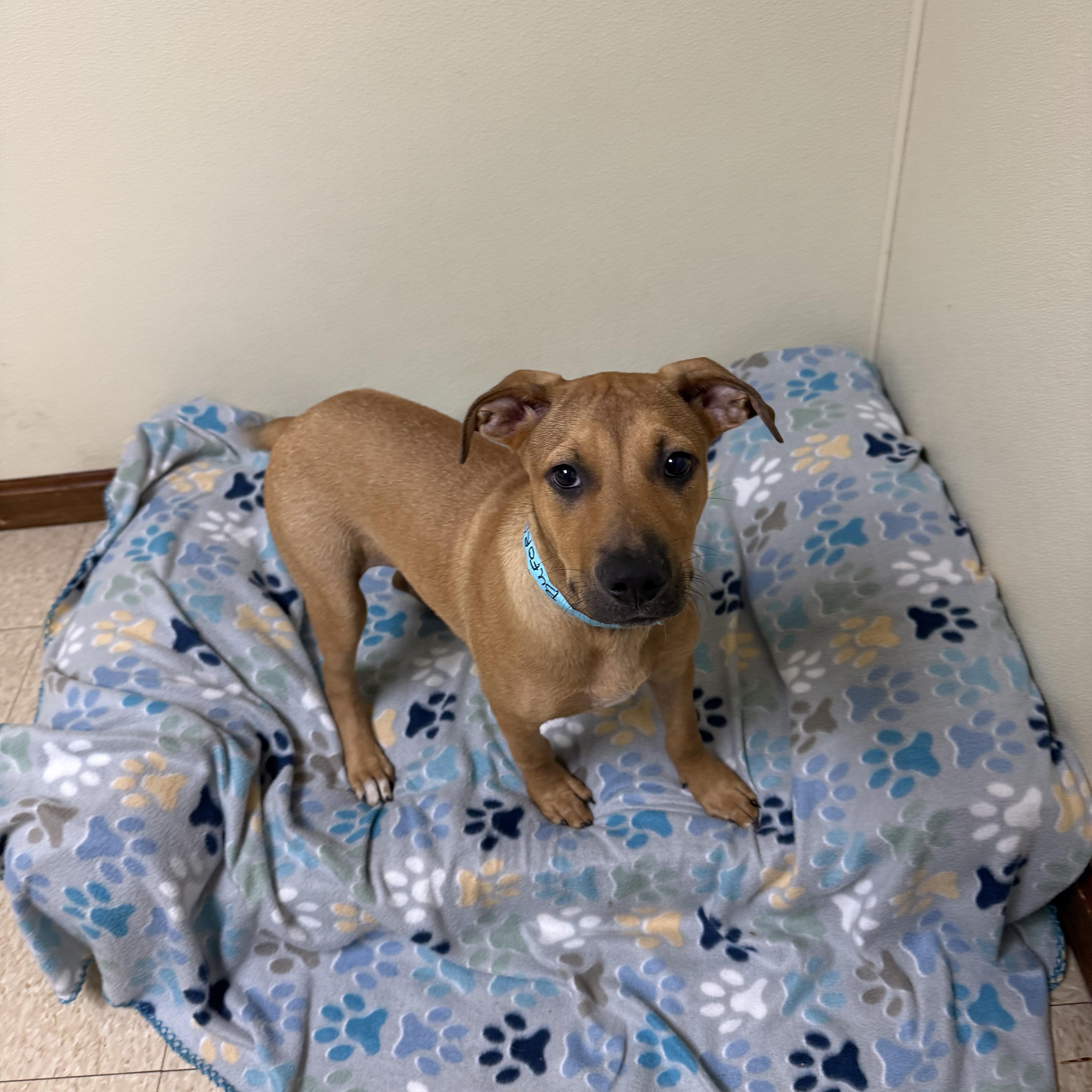 Enlarge Buford, a ADOPTABLE mixed breed in Douglas, MA image 5/5