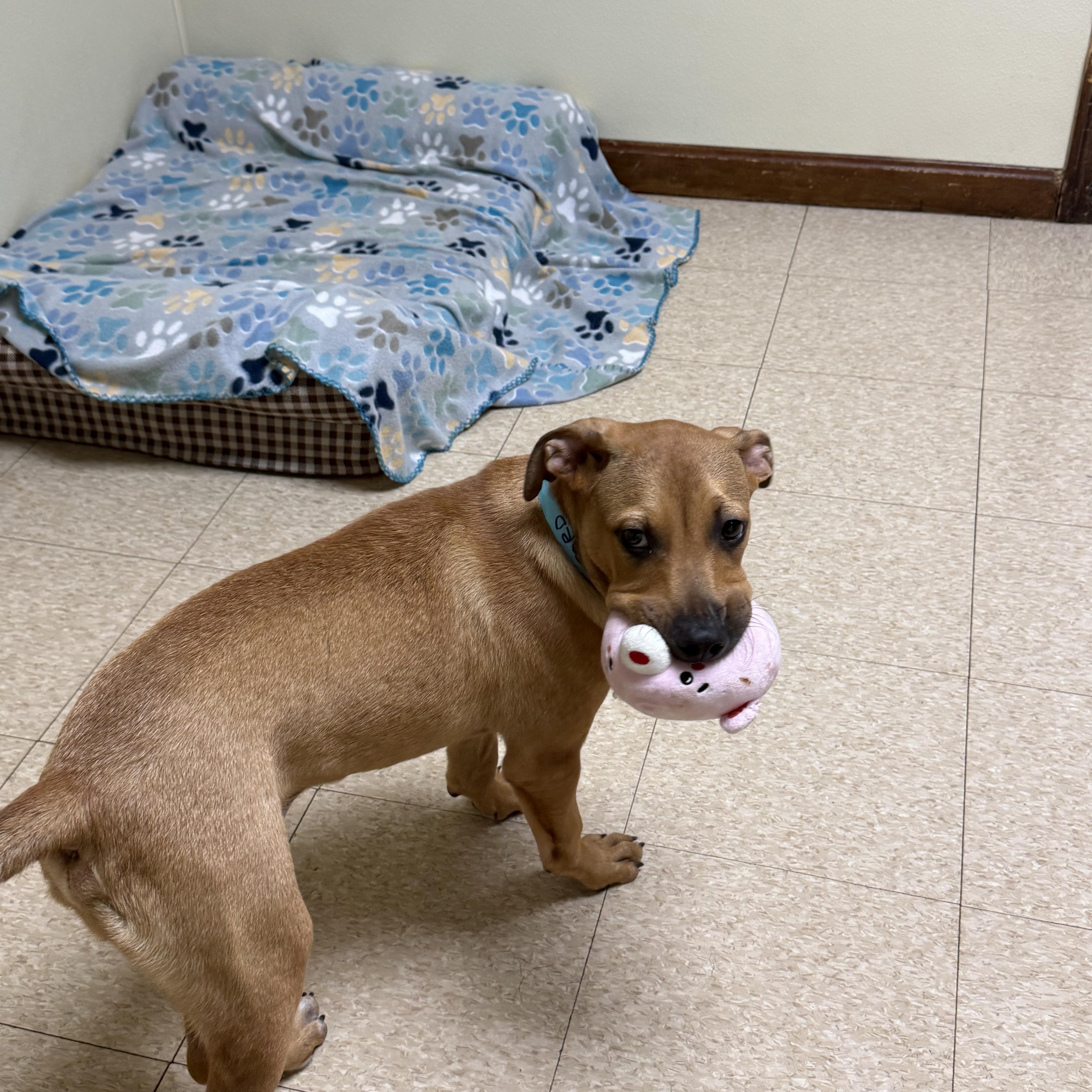 Enlarge Buford, a ADOPTABLE mixed breed in Douglas, MA image 2/5